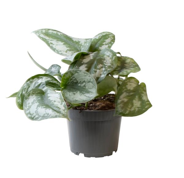 Philodendron Scandens Pictus – Elegante zilveren Klimplant – pot Ø12cm – Hoogte 22cm