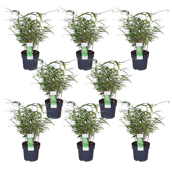 Fargesia rufa Buitenplant | Bamboe