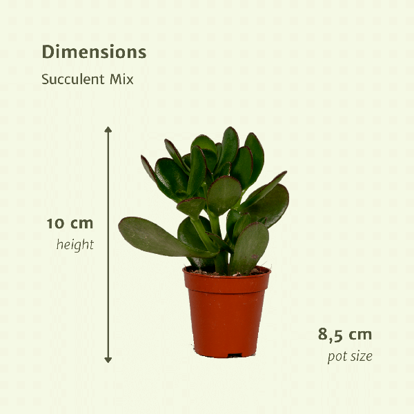 Succulenten Mix - Vetplant - 9 stuks - Ø8,5cm - ↕10 cm