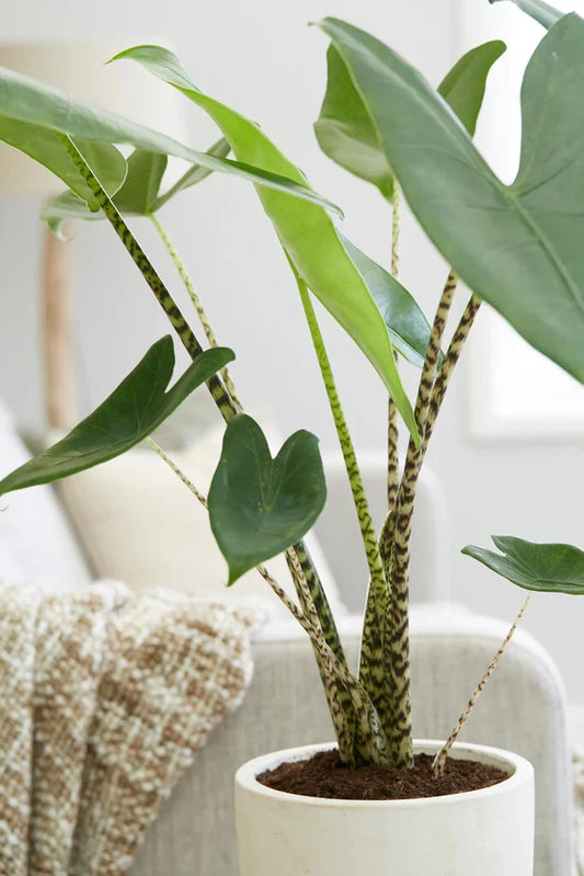 Top 10 bijzondere kamerplanten