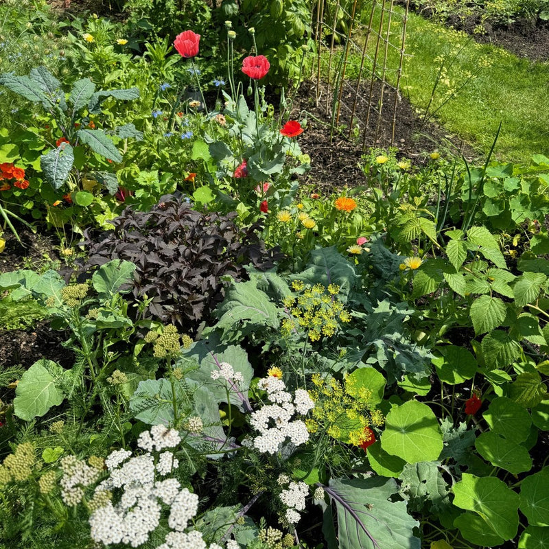 Biologisch tuinieren