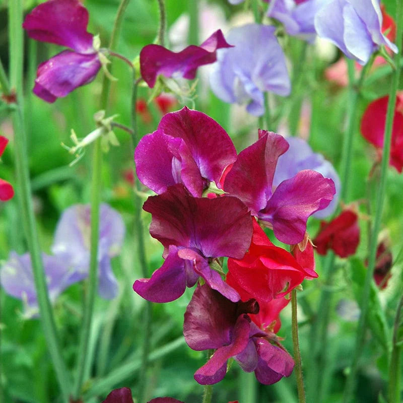 Zaai natuur in je tuin met lathyrus: meer biodiversiteit, en meer kleur!