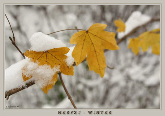 Groene planten door herfst en winter: de beste verzorgingstips