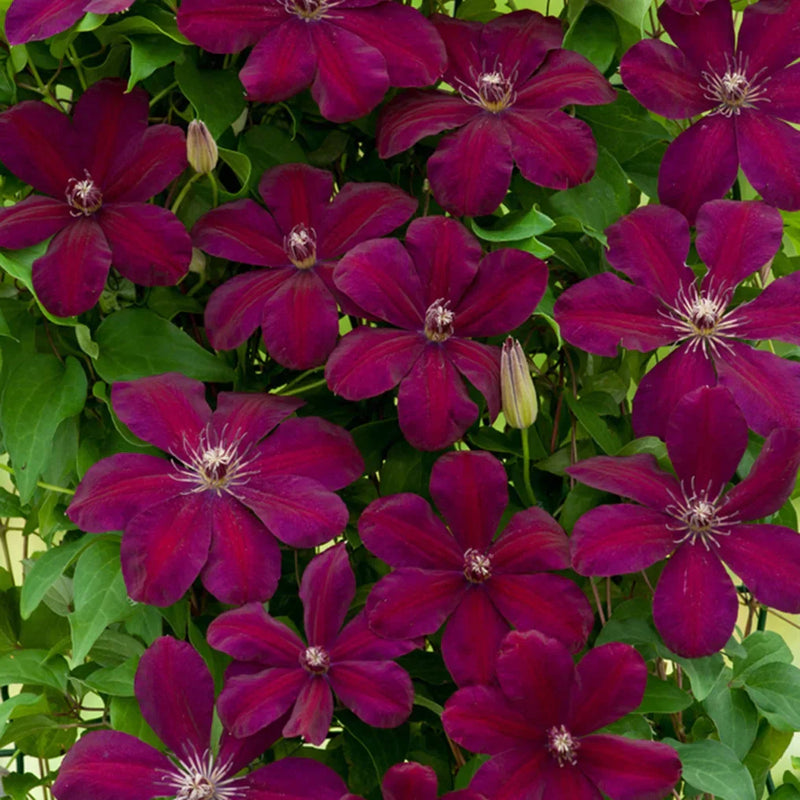 Clematis species and varieties | Care &amp; flowering tips – Planttoday