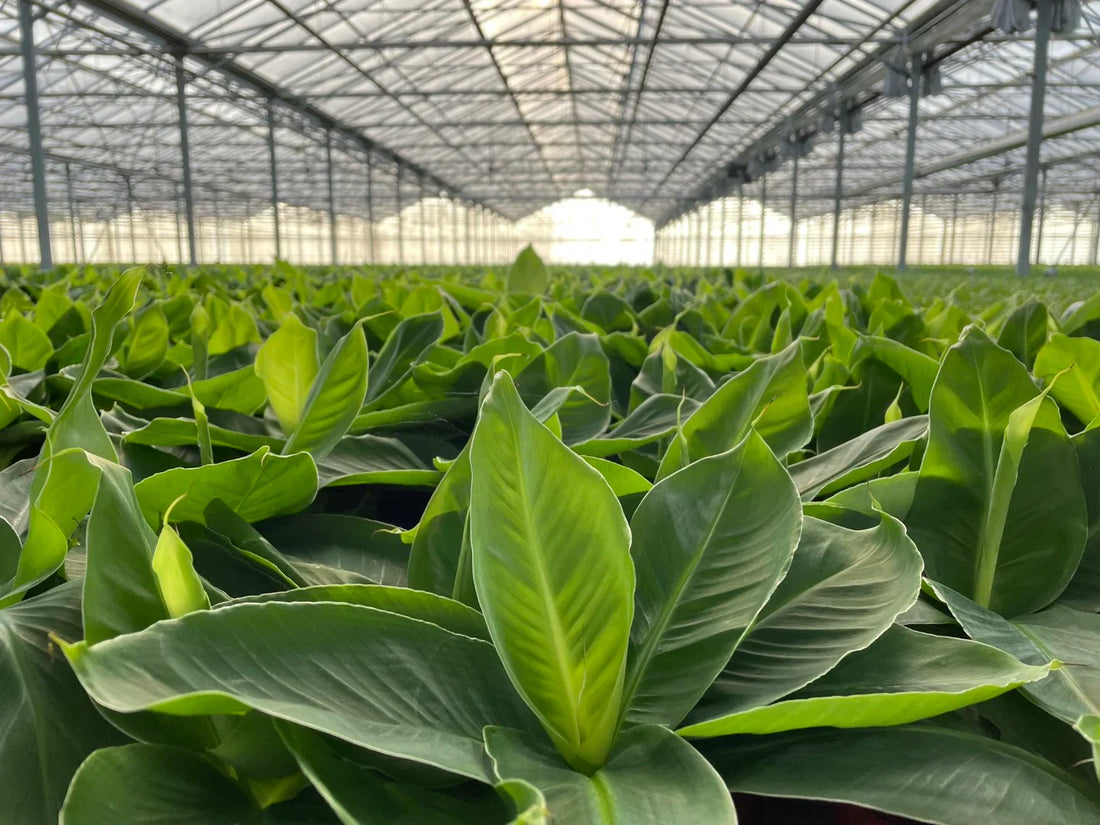 Waarom Planten Direct van de Kweker Beter Zijn dan uit het Tuincentrum