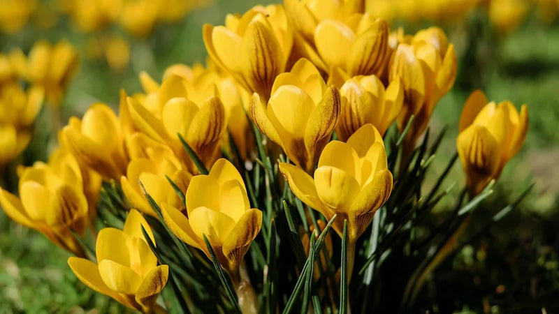 Lente in aantocht: kies voor een organische tuin met karakter