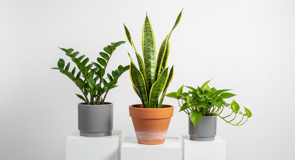 Top 10 Makkelijkste Kamerplanten voor Beginners: Jouw Groene Duim Start Hier