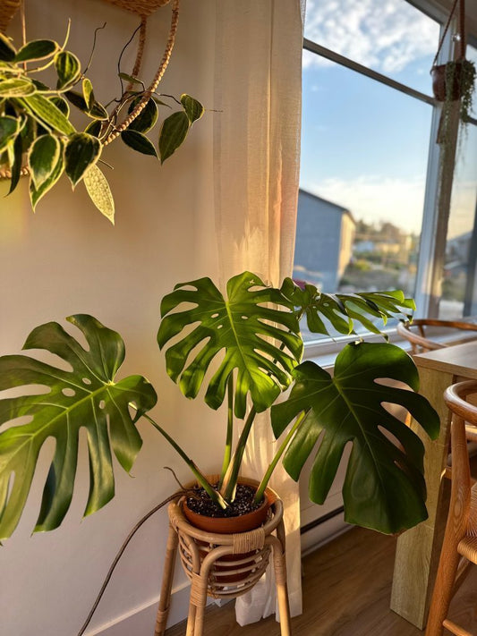 De Monstera deliciosa – De iconische gatenplant voor elk interieur....