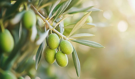 Olijfboom: Alles wat je moet weten over verzorgen, snoeien, planten en vruchten