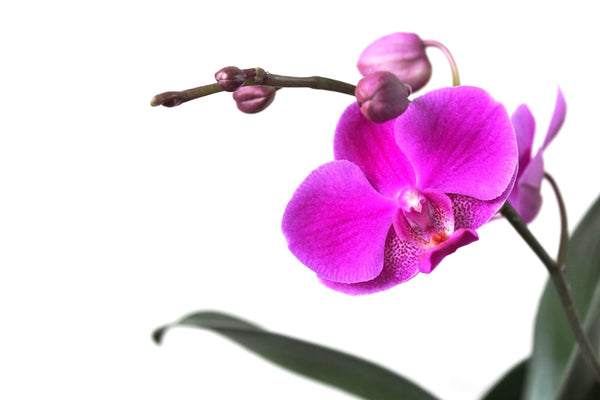 Orchidee Opnieuw Laten Bloeien: De Complete Gids voor Prachtige Bloemen