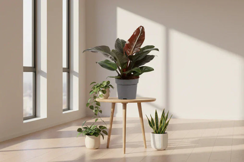 Why choose fresh plants?