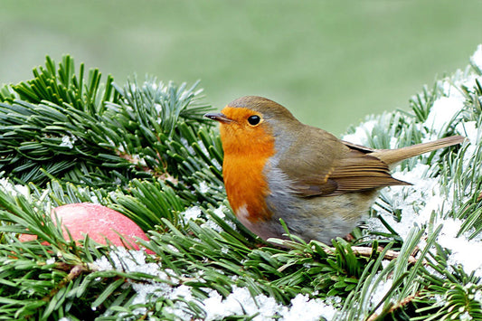 Help de vogels de winter door
