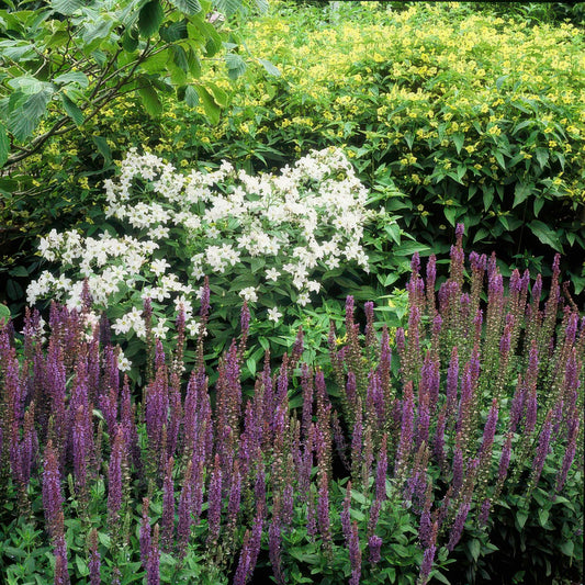 Kleine tuinborder van 1 m² met kleurrijke bloemen en siergras in de zon