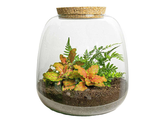 Planten Terrarium – Alles wat je moet weten over jouw groene miniwereld 🌍🌱