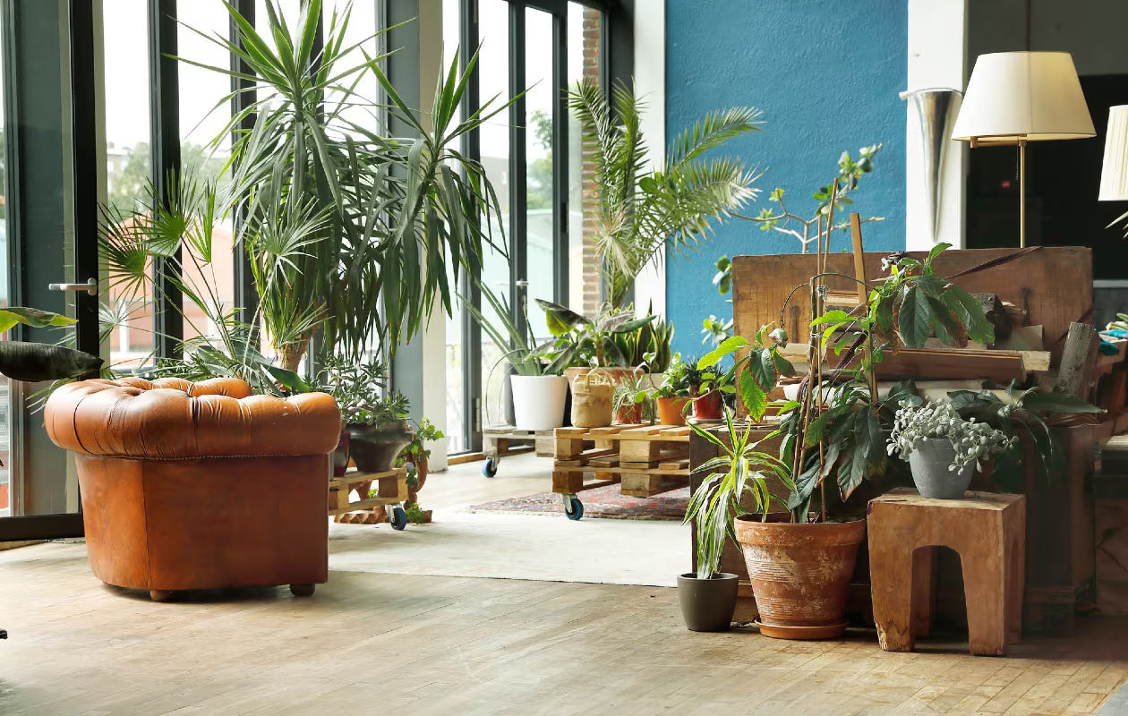 Kamerplanten voor elke woonstijl – van minimalistisch tot jungle