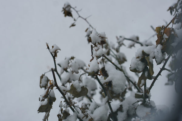 Winterharde buitenplanten: 8 soorten die kou overleven