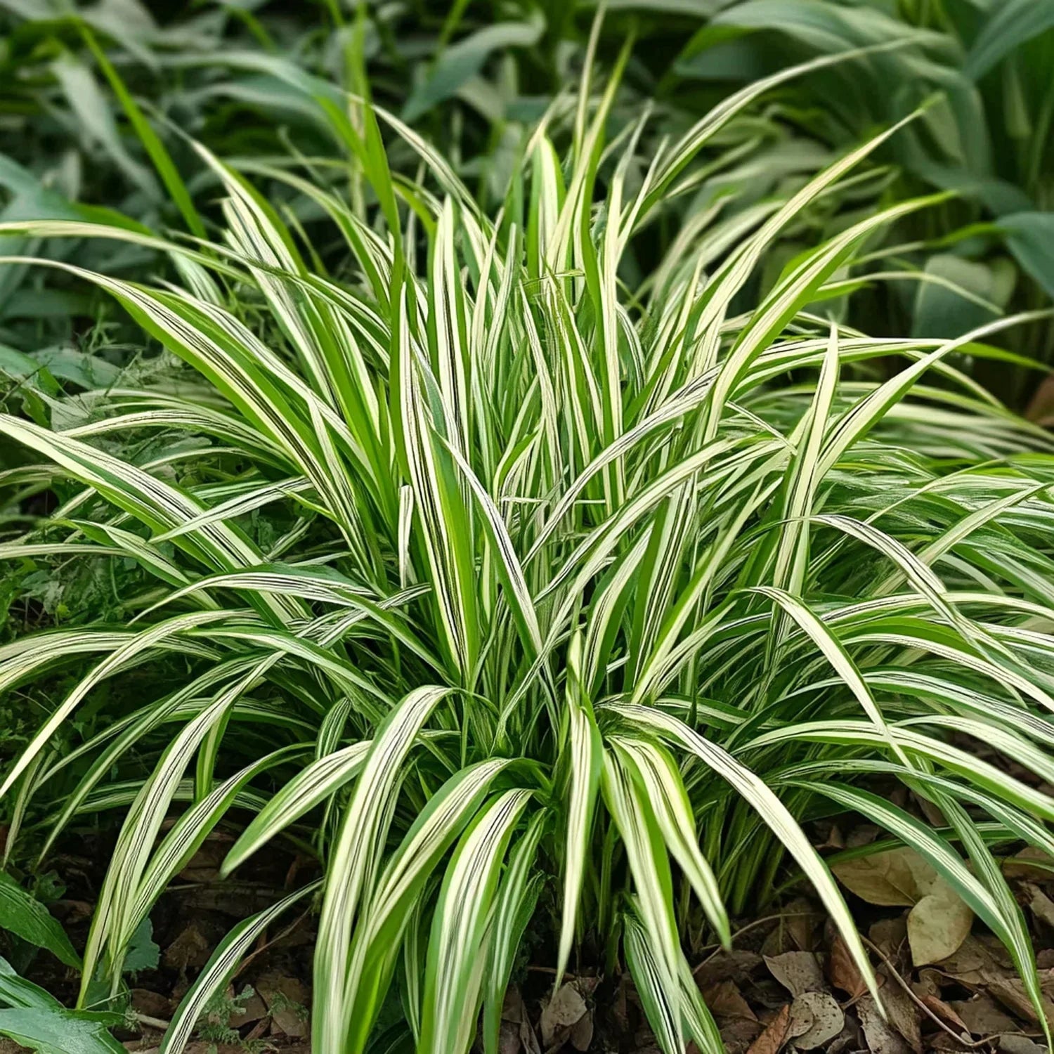 Schaduwplanten