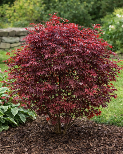 Acer palmatum ‘Shaina’ – Compacte Japanse Esdoorn