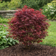 2x Acer palmatum Shaina | Outdoor plant | Japanese maple