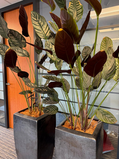 Calathea oppenheimiana | Kamerplant