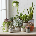 10 x Succulenten Mix | Kamerplanten | Vetplant - Planttoday