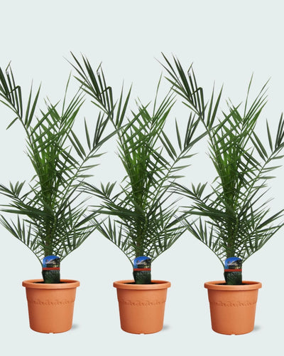 De Phoenix Canariensis is een palm die veel water nodig heeft. Zorg er wel voor dat je niet te veel water geeft en de wortels in een laag water komen te staan, dit kan leiden tot wortelrot. Zet de palm neer op een plek met veel zonlicht en zorg ervoor dat je jezelf niet openhaalt aan de scherpe bladeren van de plant.