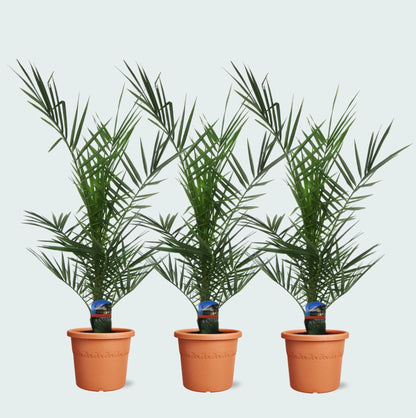 3x Phoenix Canariensis - Dadelpalm - Hoogte 80 cm - Pot Ø15cm