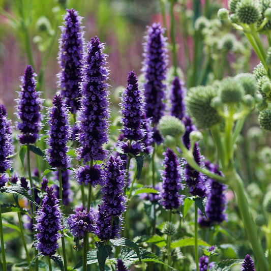 Agastache 'Black Adder' | Buitenplant | Dropplant