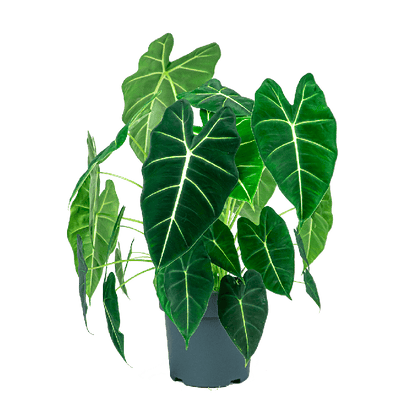 De Alocasia Frydek, ook bekend als de Green Velvet Alocasia, is een populaire kamerplant met diepgroene, fluweelzachte bladeren en contrasterende witte nerven. Om deze plant te verzorgen, heeft hij veel indirect licht, constante maar niet te natte grond en een hoge luchtvochtigheid nodig. Voeding is belangrijk in de lente en zomer. 