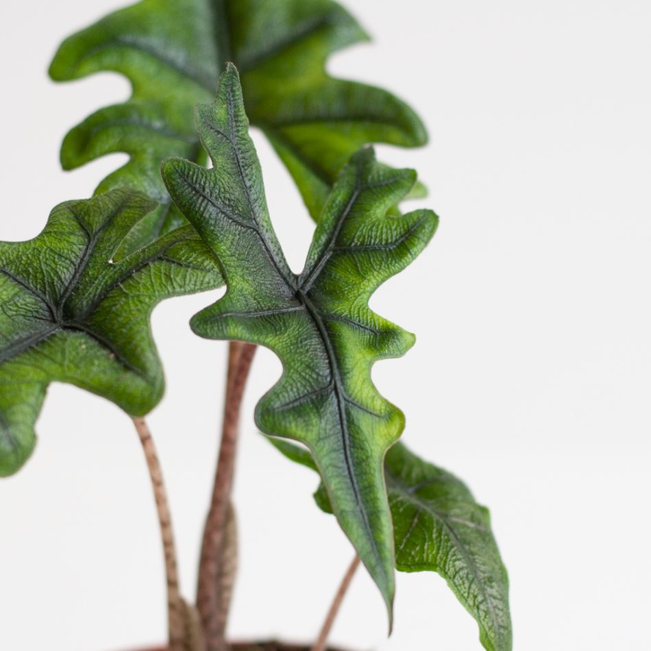 De Alocasia Jacklyn is pracht van een exemplaar en is afkomstig uit Azië. Deze Alocasia heeft prachtige groene bladeren met een wat dikkere structuur.