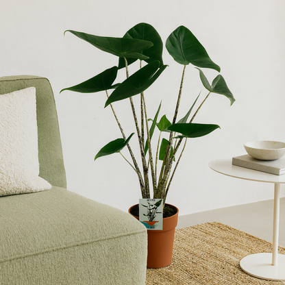 Alocasia Zebrina Kamerplant | Olifantsoor