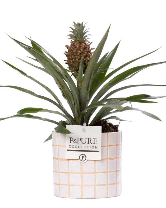 Tropische Ananas Rosita kamerplant in keramieken pot