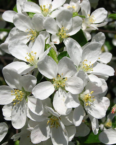Compacte appelboom met geelrode appels voor tuin of terras. Bloesem