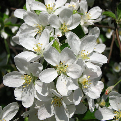 Compacte appelboom met geelrode appels voor tuin of terras. Bloesem