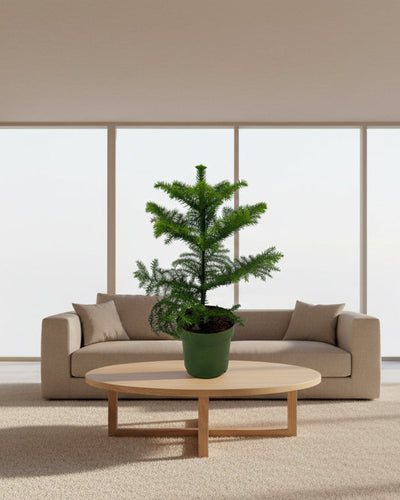 Compacte kamerden met fris groen voor lichte woonruimte