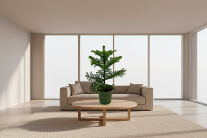 Compacte kamerden met fris groen voor lichte woonruimte