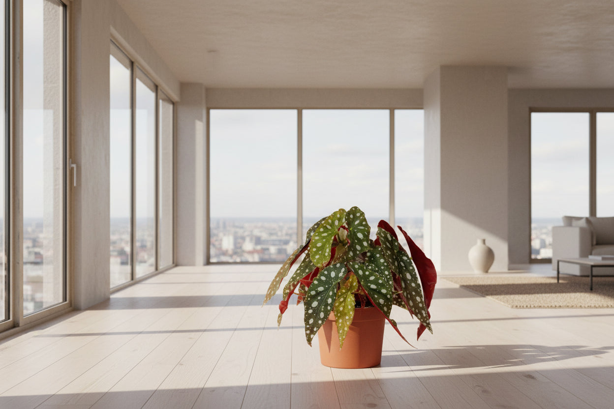 Begonia maculata 'Wightii' | Kamerplant | Polka Dot Begonia