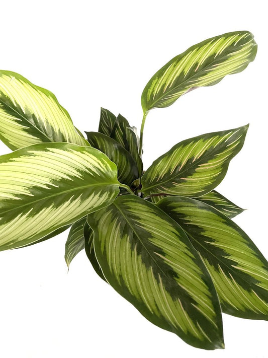 Calathea majestica 'Princeps' Kamerplant | Calathea