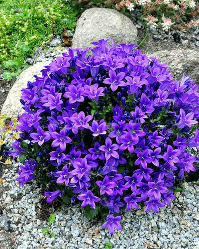 Campanula poscharskyana 'Stella'