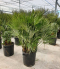 Chamaerops Humilis | Elegante Europese Dwergpalm | Terraspalm - Planttoday