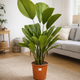 Licuala grandis | Waaierpalm Kamerplant | Grote Tropische Palm met Unieke Waaierbladeren