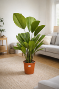 Licuala grandis | Waaierpalm Kamerplant | Grote Tropische Palm met Unieke Waaierbladeren