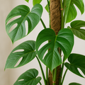 Monstera Pertusum XL | Kamerplant | inclusief elho Jazz Round lila - Planttoday