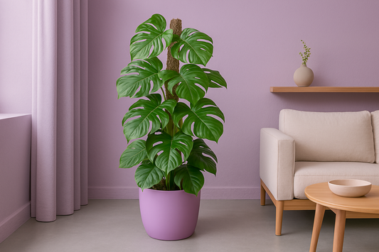 Combi deal - Monstera Pertusum XL including elho Jazz Round lilac Ø26 - 150 cm