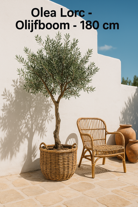 Olea Lorc - Olive tree - 180 cm - Ø40cm