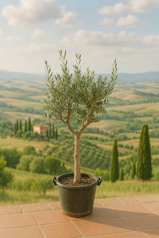 Olea Europaea Cultivo - Olijfboom - 220cm- Ø40