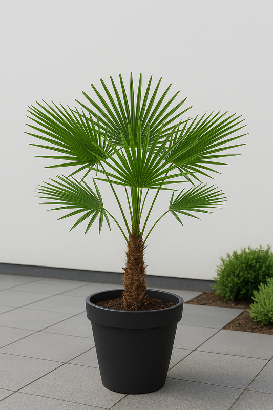 Trachycarpus Fortunei - Palm -  130 cm