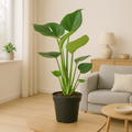 Monstera Deliciosa (Gatenplant / Swiss Cheese Plant) in pot Ø17cm – glanzende bladeren met karakteristieke gaten, hoogte ±60cm, ideale tropische kamerplant voor halfschaduw.