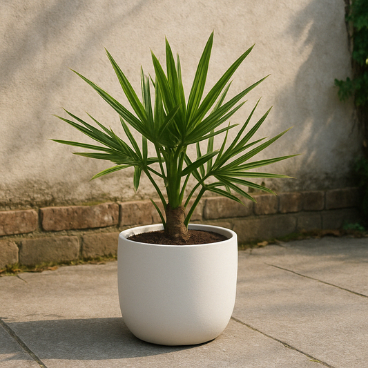 Trachycarpus Fortunei - 40 cm