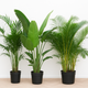 XXL Value Pack | Trio | Mega Houseplant